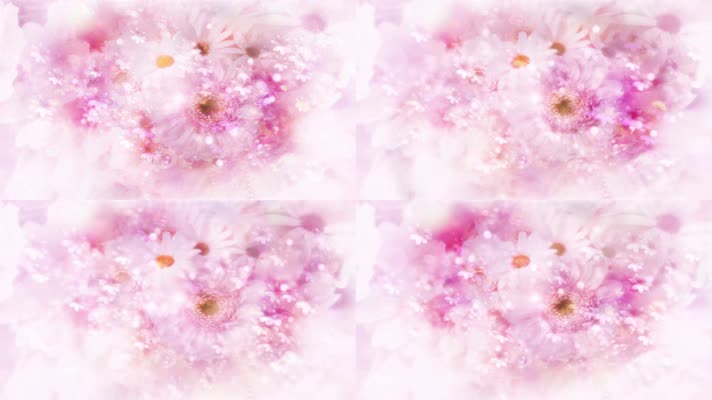 HD高清LOOP可循环浪漫唯美粉色花瓣背景