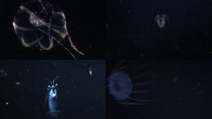 深海微生物