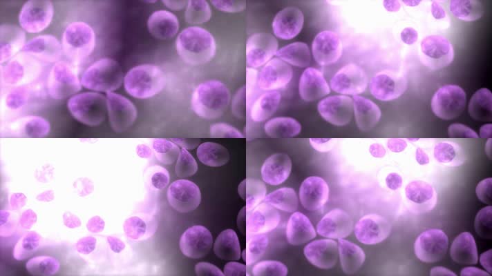 4K超清生物制药紫色细胞分裂运动