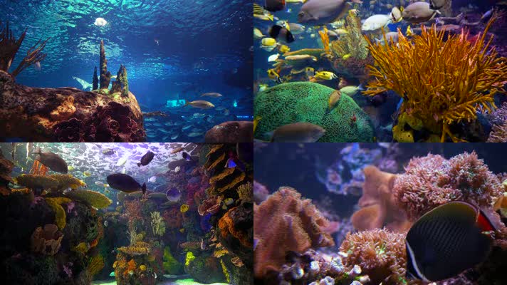 海洋世界水族馆