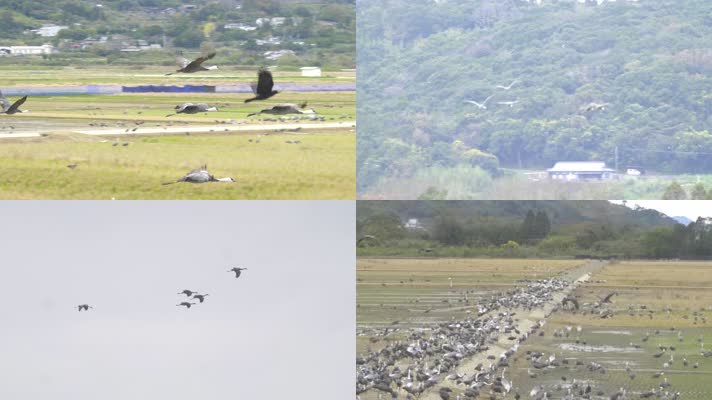 4k日本九州鹿儿岛鸟类自然保护区
