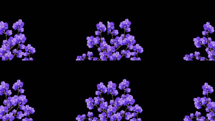 紫色花朵摇曳带透明通道