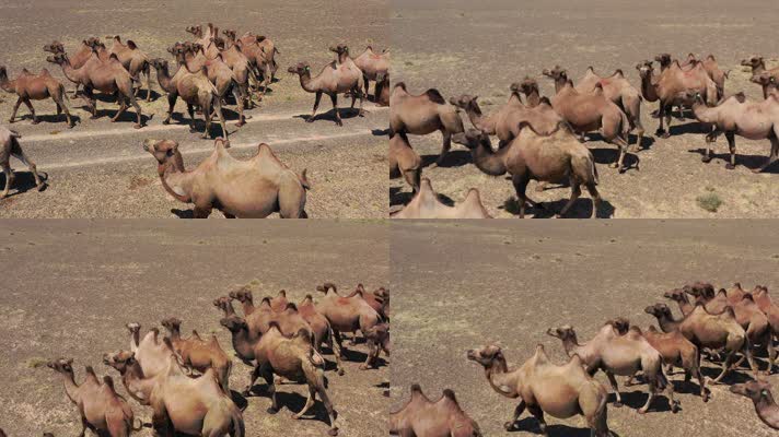 沙漠骆驼 骆驼群 双峰骆驼 
