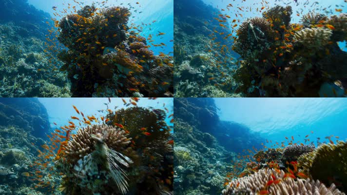 海底世界-炫彩的海底世界-梦幻珊瑚鱼群