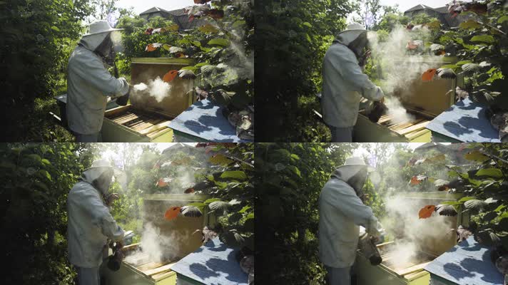养蜂 养蜂人 喷蜜蜂烟雾 