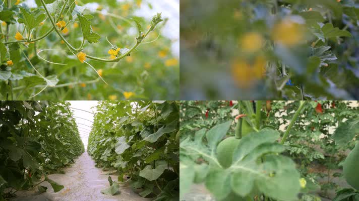 4K超清温室大棚科技农业种植西瓜园