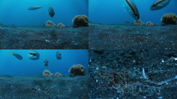 海底世界-热带鱼海底觅食情态-鱼吃八爪鱼