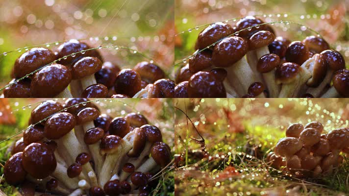 4K超清野生新鲜蘑菇真菌洒水特写