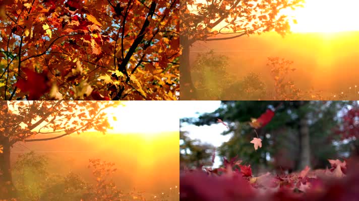 秋天树叶从树上掉落HD1080p