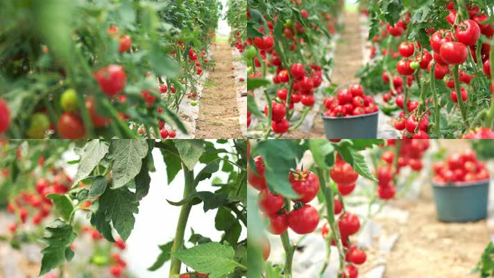 4K超清菜地大棚西红柿种植农业