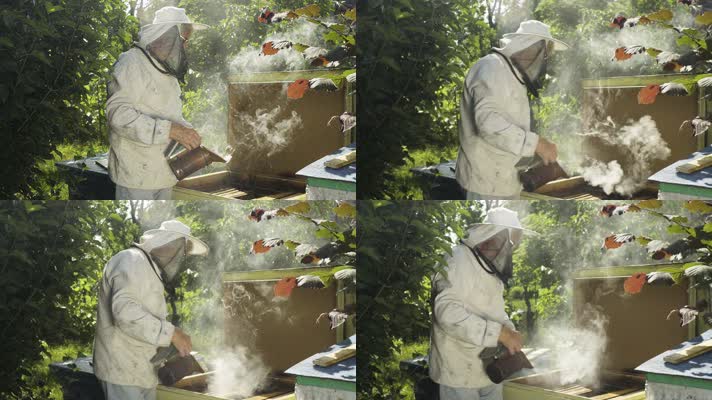 养蜂 养蜂人 喷蜜蜂烟雾  