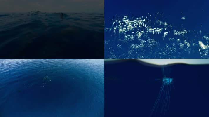 鲸鱼大海水面群鱼奔腾壮观景象