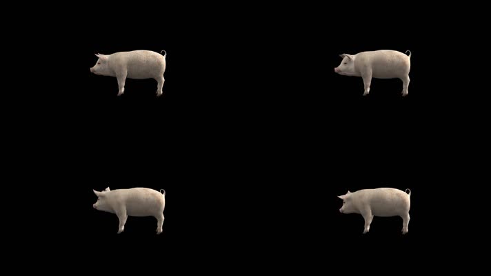 【HD】一头猪（带透明通道）
