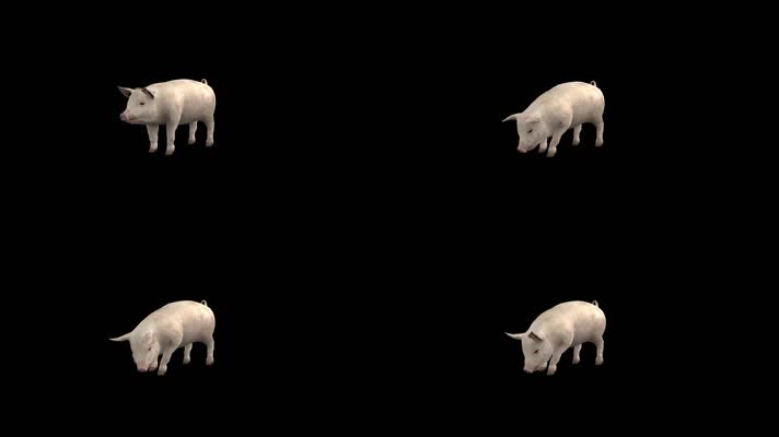【HD】一头猪（带透明通道）