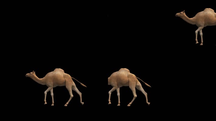 【HD】一只骆驼走过（带透明通道）