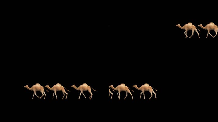【HD】一群骆驼（带透明通道）