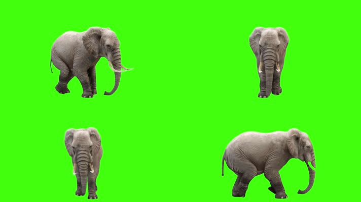4K超清绿屏3D动画成年大象走路行走