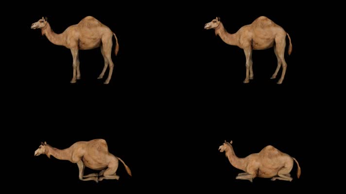 【HD】骆驼休息（带透明通道）