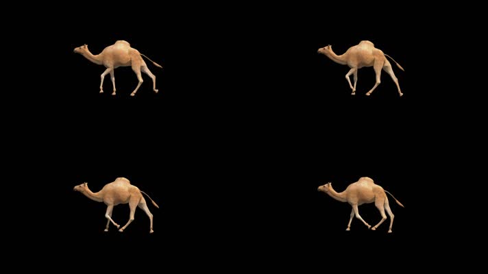【HD】骆驼循环走（带透明通道）