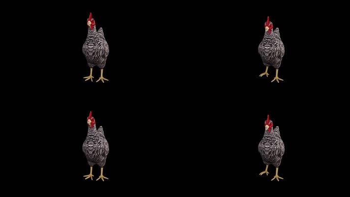 【HD】母鸡原地站立