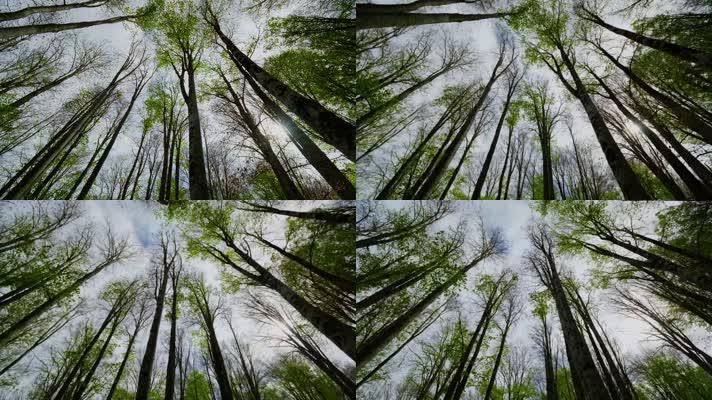 4k镜头仰视树林天空唯美阳光逆光春意盎然