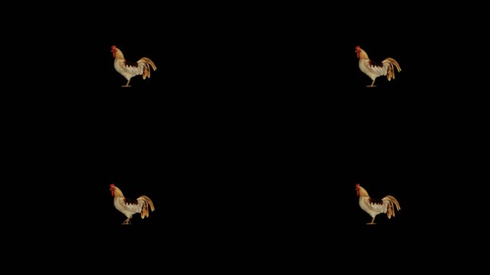 【HD】公鸡啄食