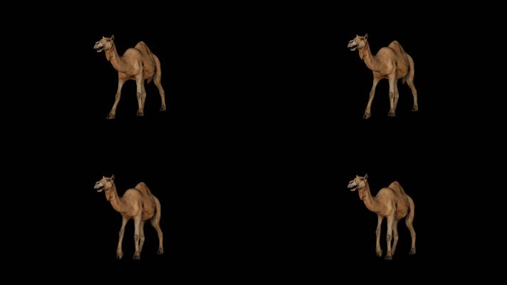 【HD】骆驼行走（带透明通道）