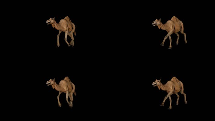 【HD】骆驼循环跑  （带透明通道）