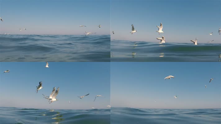 海鷗 飛翔 天空 美麗的鳥 視頻素材下載,高清實拍,視頻模版_凌點視頻