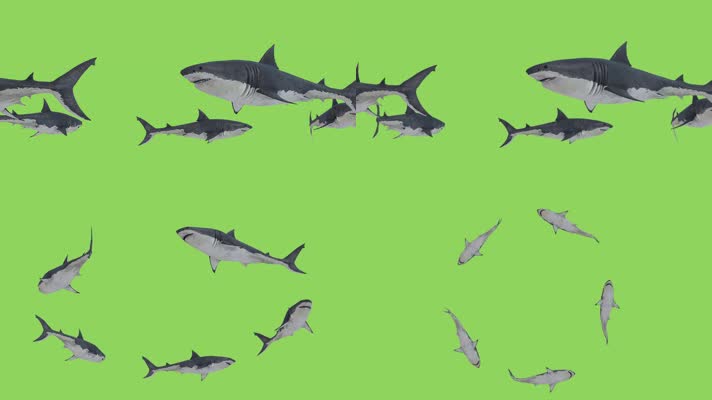 4K超清鲨鱼游动鲨鱼群旋转环绕绿屏抠像