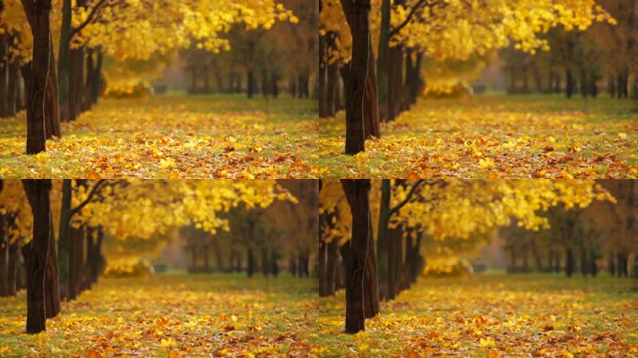 一句描写秋天景色的句子_描写景色美的句子_秋天草原的景色描写