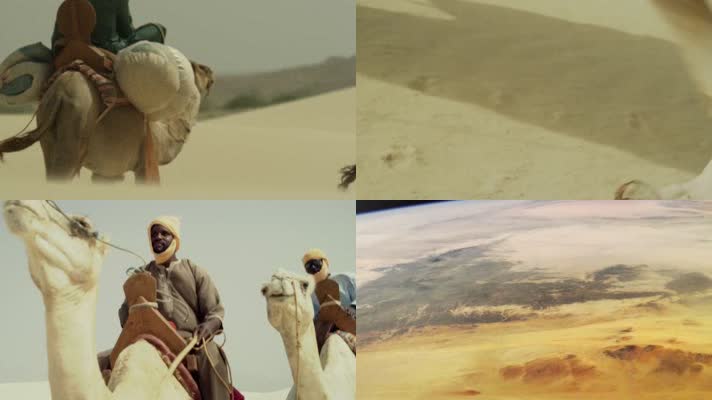实拍骆驼沙漠行走