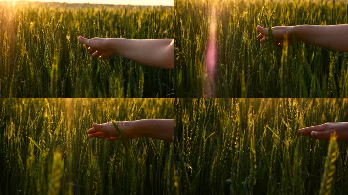 阳光麦田手轻抚麦穗麦子成熟丰收唯美风景