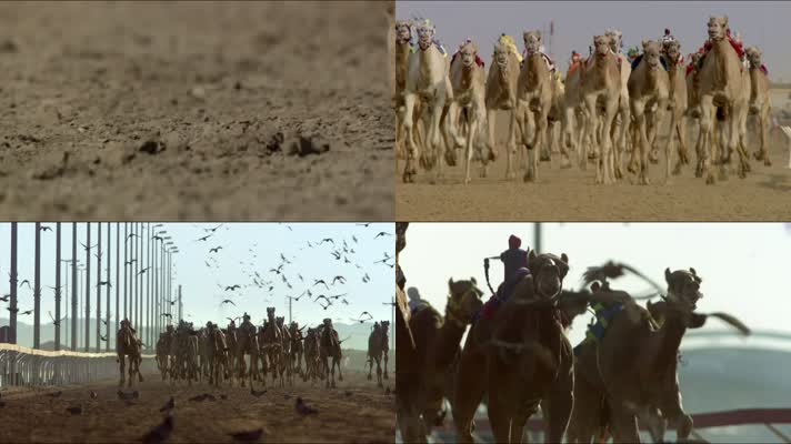骆驼赛跑