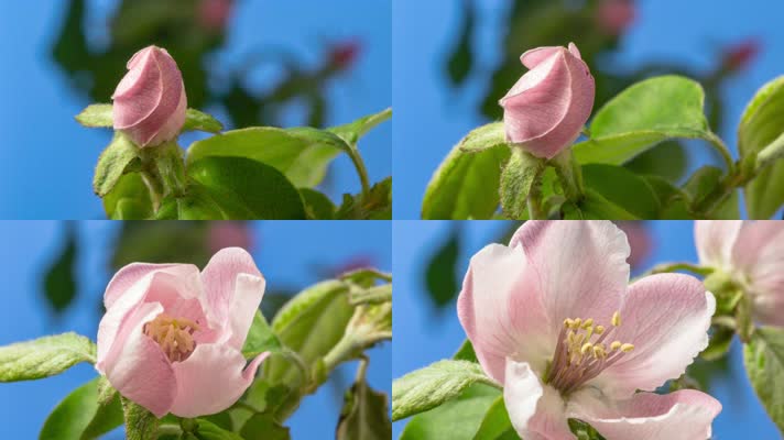 花开花谢 开花过程 生命绽放 _3840x2160_实拍视频_延时摄影_实拍视频