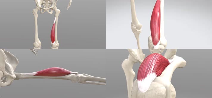 4k人体腿部骨骼动画医学研究学习