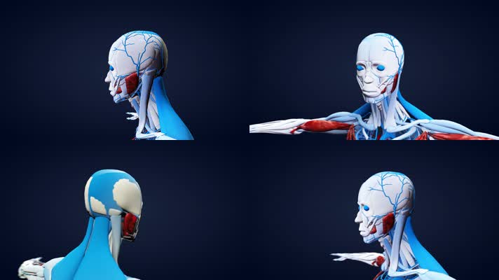 三维人体模型元素医疗研究视频
