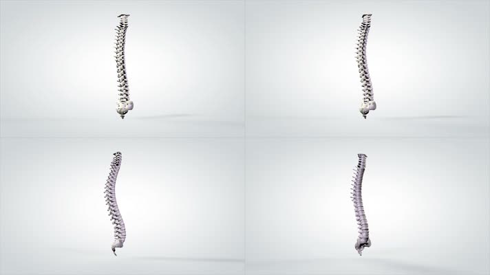 三维人体脊柱模型架构元素医疗研究视频