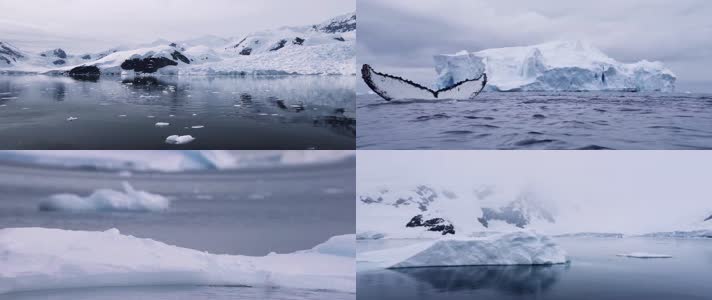 4K航拍极地冰川雪山海洋鲸鱼企鹅海豚自然风
