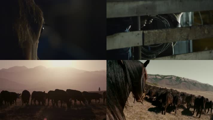 牛仔养牛放牧视频素材