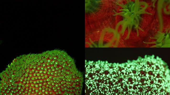 海底世界荧光珊瑚