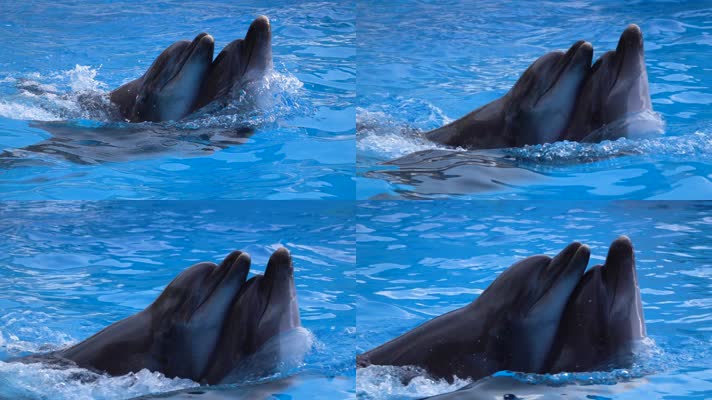 海豚 喂食海豚 哺乳动物  表演 