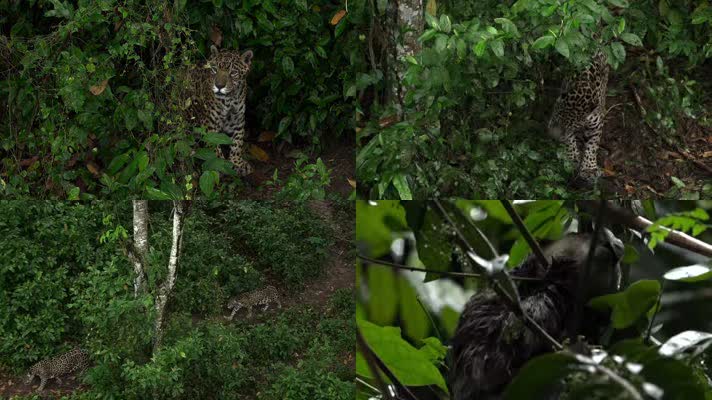 亚马逊森林老虎
