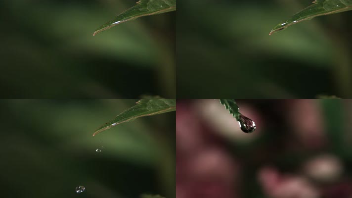 植物水滴慢镜头