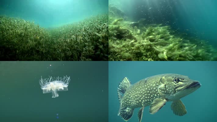 海洋生物海底游魚海底世界視頻素材,生物醫療視頻素材下載,高清1920x