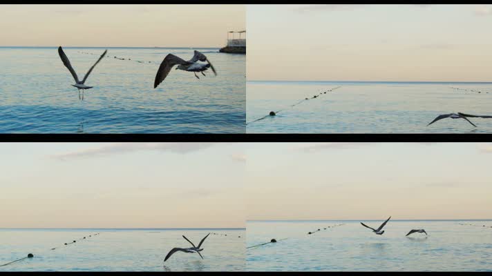 两只海鸥低空飞过海面 