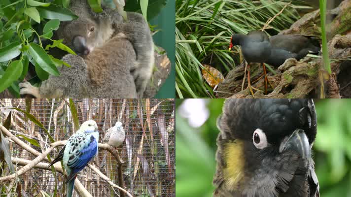 4K澳大利亚野生动物栖息地旅游圣地