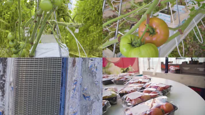 4K大棚蔬菜温室栽培绿色无公害蔬菜有机蔬菜