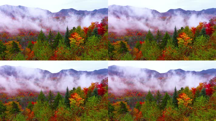 森林雾气腾腾美丽秋天季节山间云雾