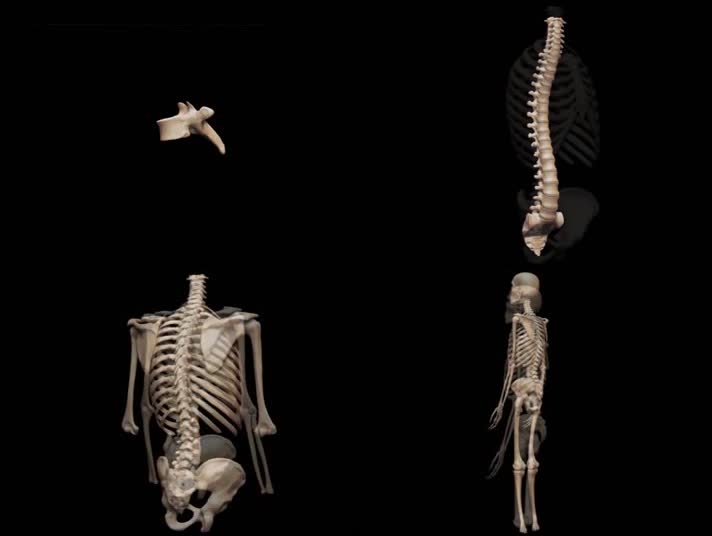 人体骨骼系统医学3D动画素材
